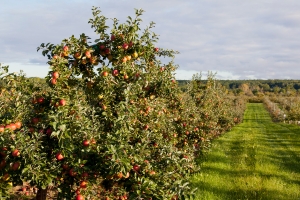 honeycrisp apple