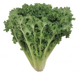 md_22_Endive1