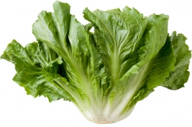 md_24_Escarole_DSC3776_72ppi