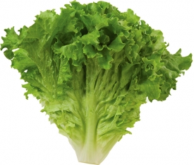 md_27_GreenLeaf_Nk_600px