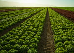 green leaf lettuce field