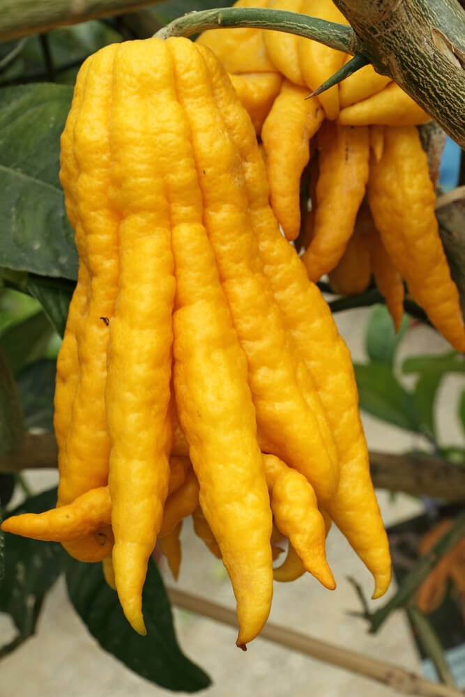 12 Fruits and Vegetables to Shake Up Your Meals: Buddha's Hand