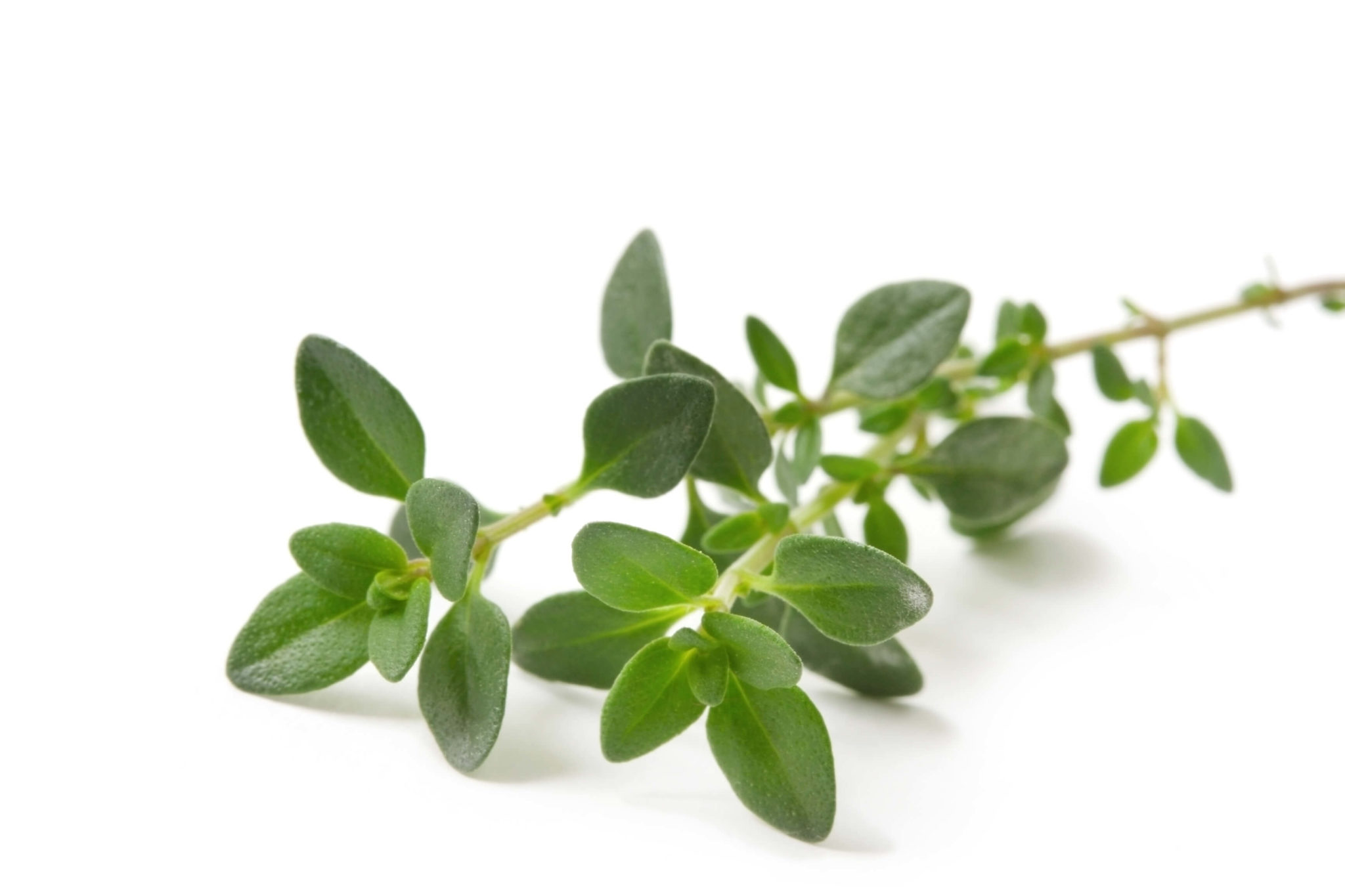 Cooking with Fresh Herbs: Thyme Cooking with Fresh Herbs: Tips for using thyme