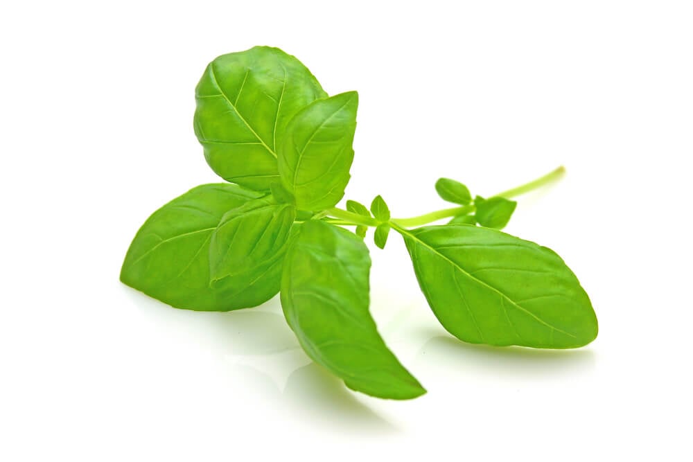 Cooking with Fresh Herbs: Basil Cooking with Fresh Herbs: Tips for using fresh basil