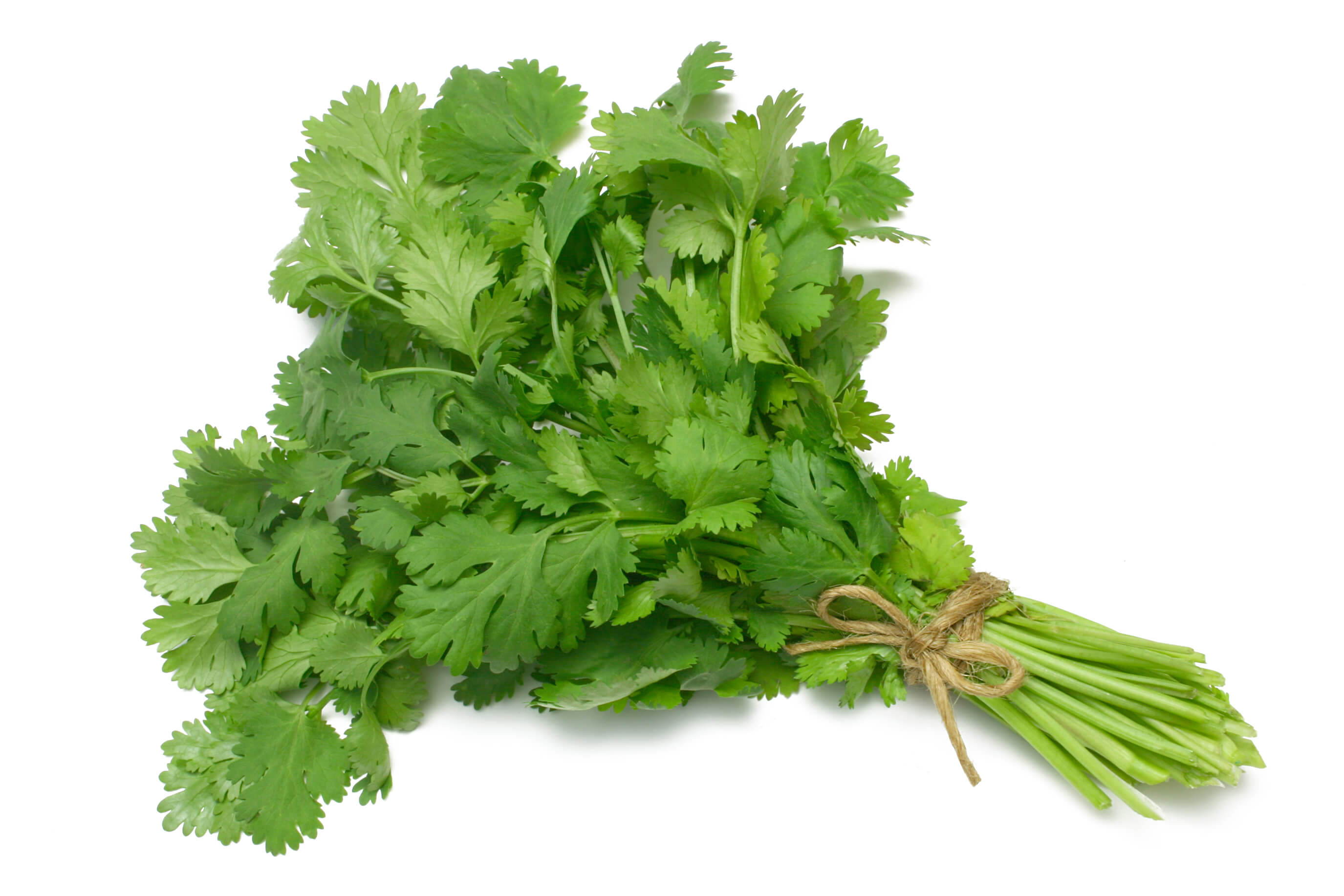 Cooking with Fresh Herbs: Cilantro Cooking with Fresh Herbs: Tips for using cilantro