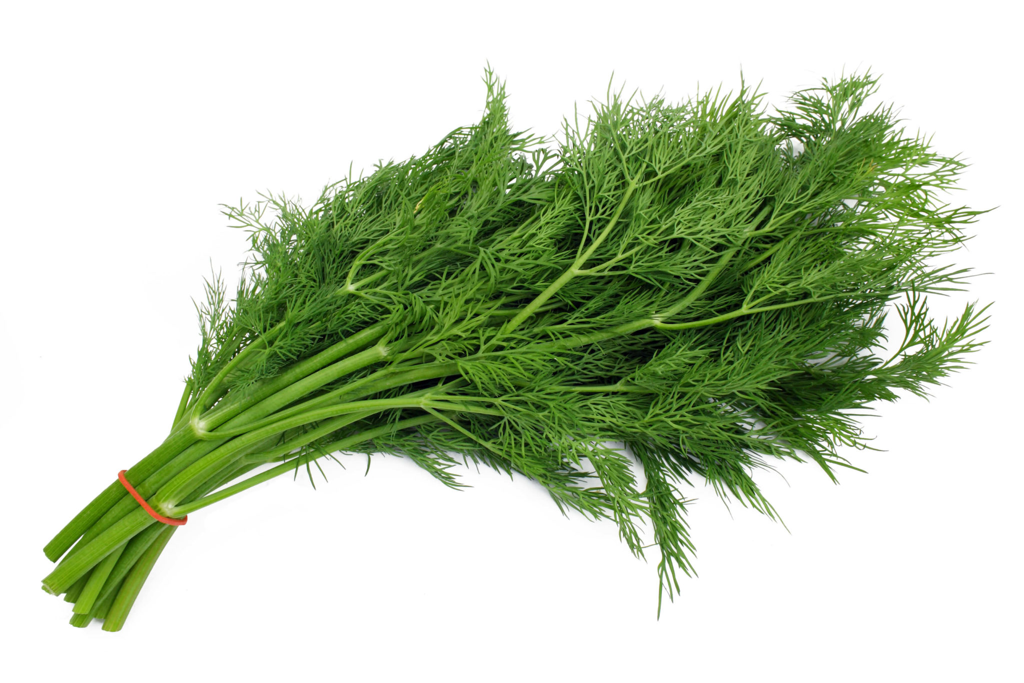 Cooking with Fresh Herbs: Dill Cooking with Fresh Herbs: Tips for using dill