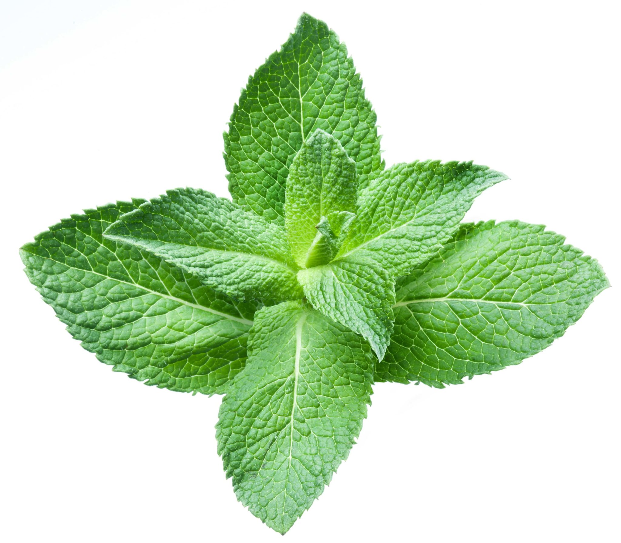 Cooking with Fresh Herbs: Mint Cooking with Fresh Herbs: Tips for using mint