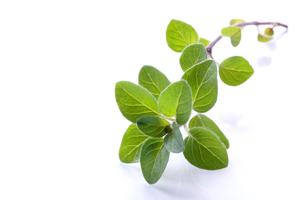 Cooking with Fresh Herbs: Oregano Cooking with Fresh Herbs: Tips for using oregano