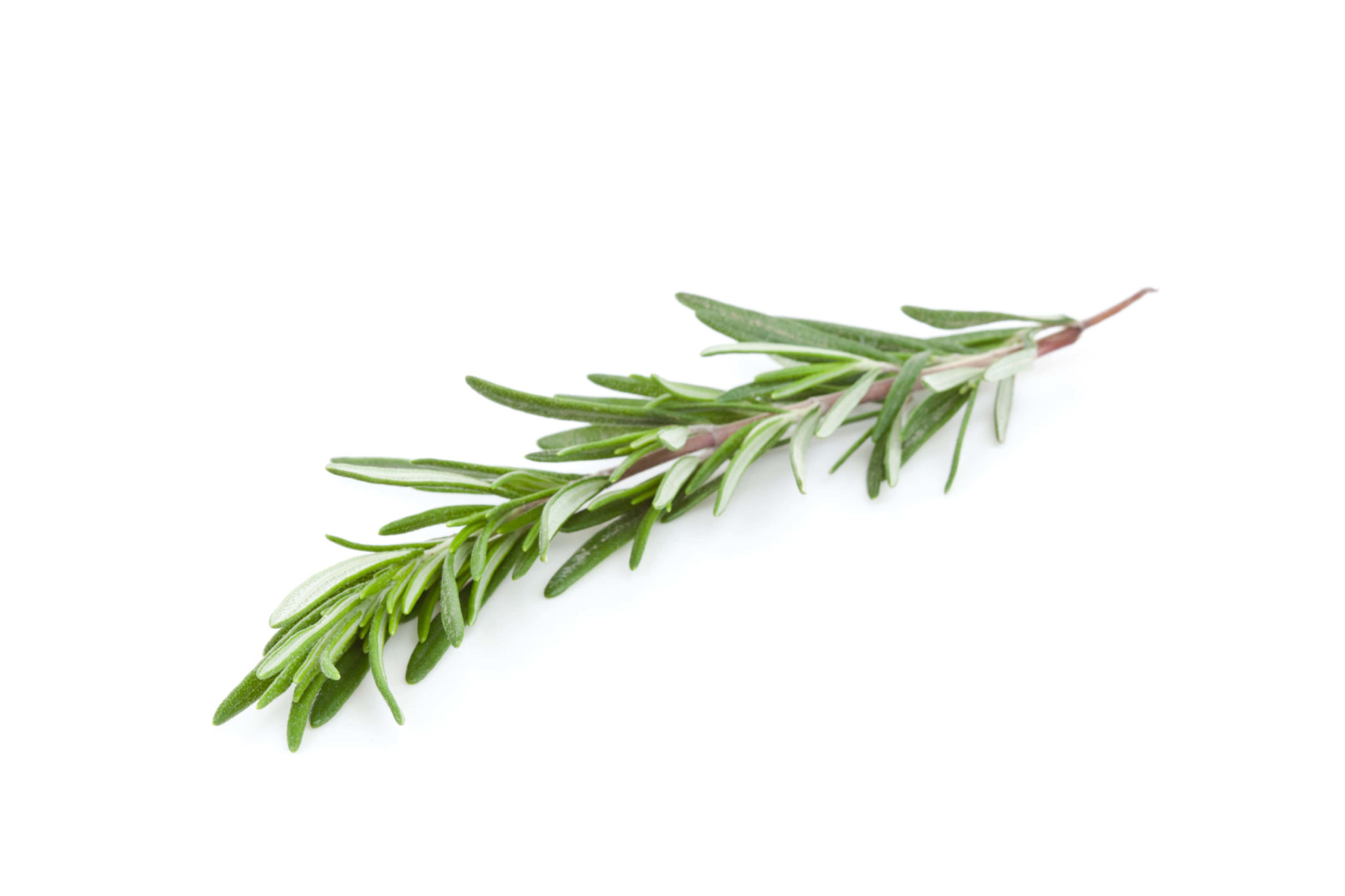 Cooking with Fresh Herbs: Rosemary Cooking with Fresh Herbs: Tips for using rosemary