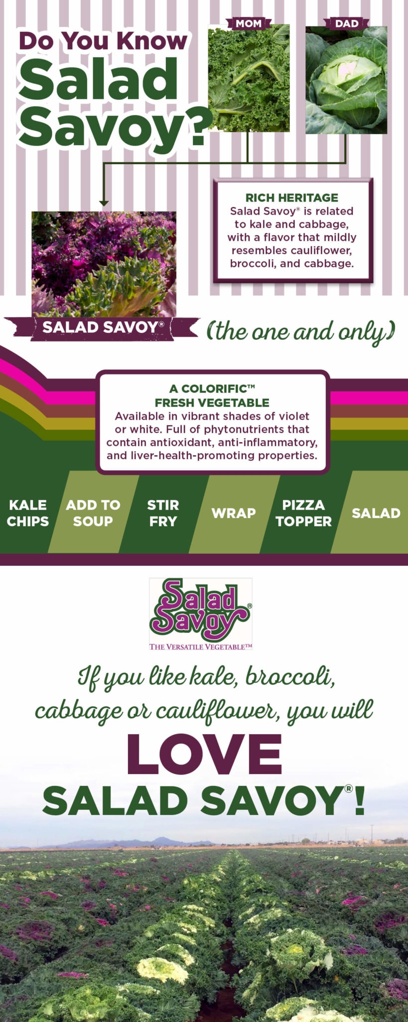 Do you know Salad Savoy infographic Do You Know Salad Savoy? A world of color, taste and nutrition