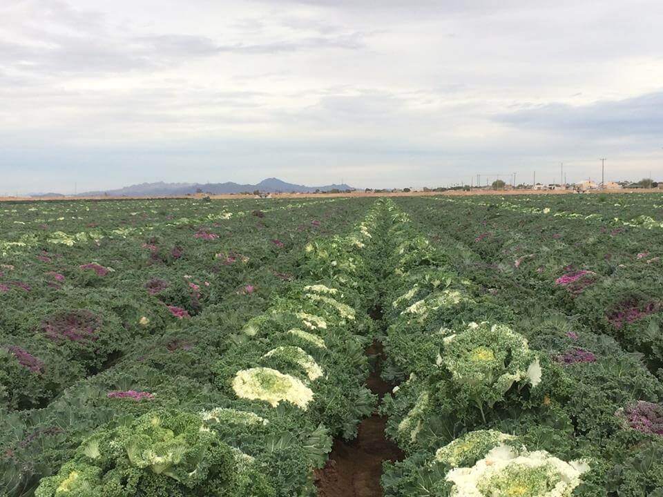 What is salad savoy?