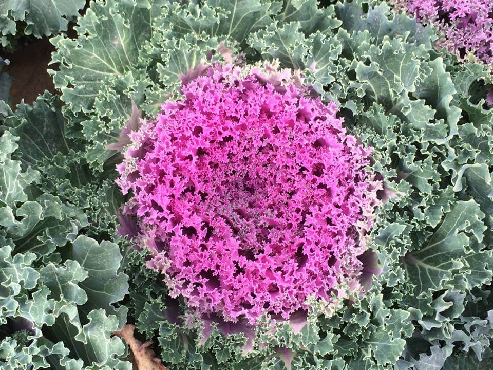 violet salad savoy What is salad savoy?