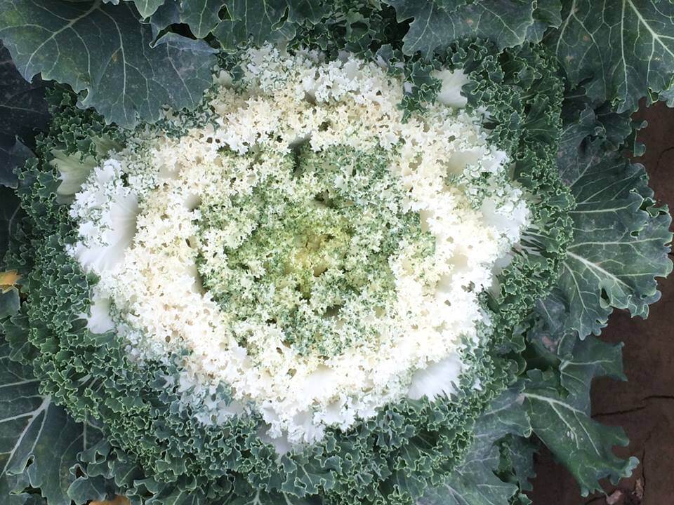 white salad savoy What is salad savoy?