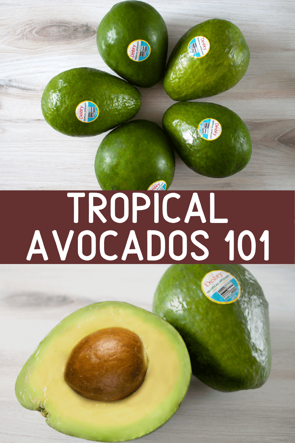 Tropical Avocados 101