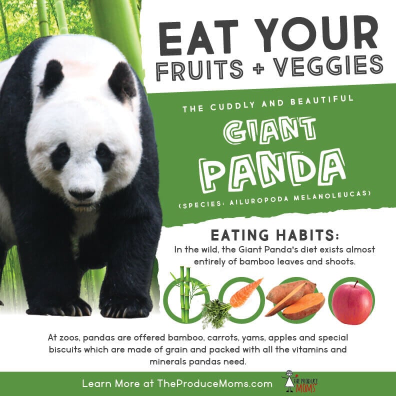 Eat Like a Giant Panda