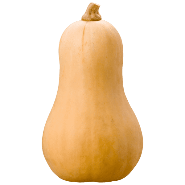 Butternut Squash