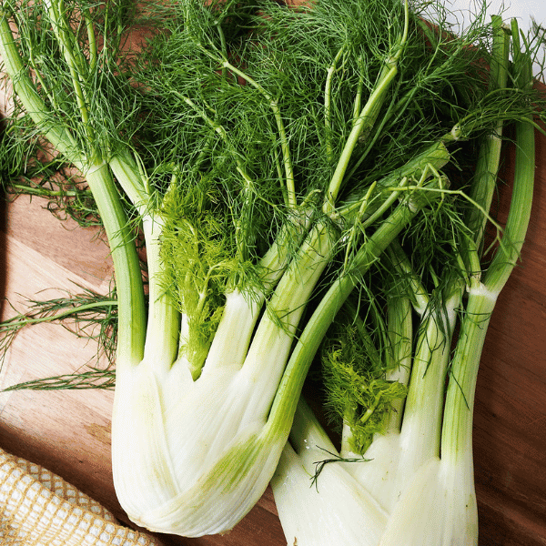 Two Fennel bulbs on wooden board